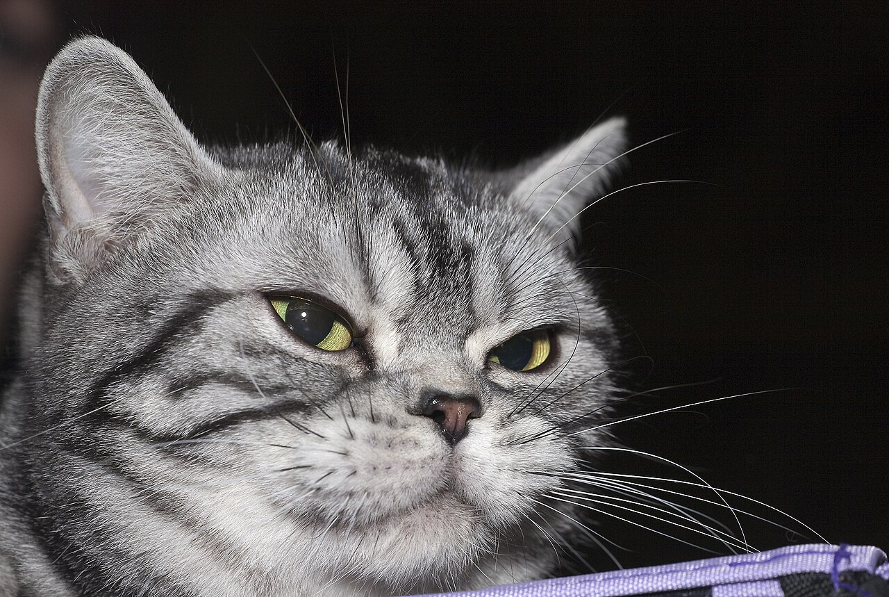 American Shorthair — 6