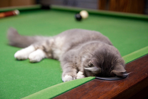 American Shorthair
