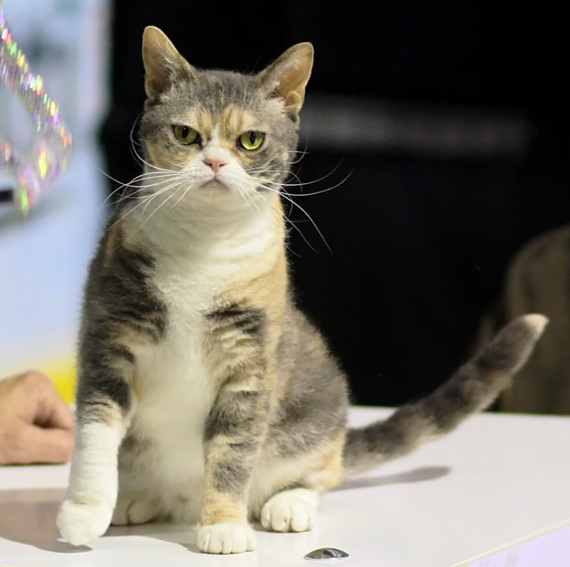 American Wirehair — 1