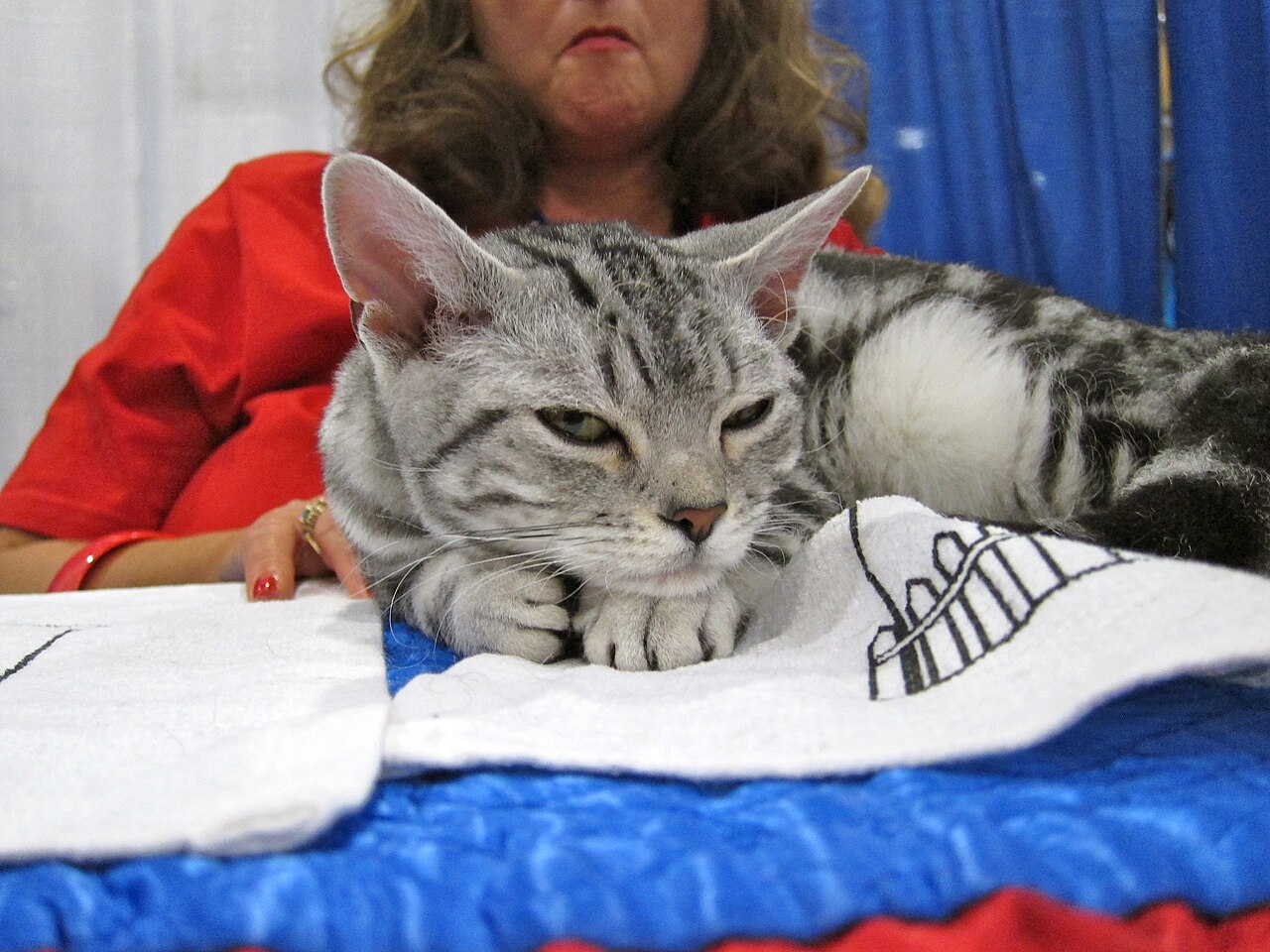 American Wirehair — 2