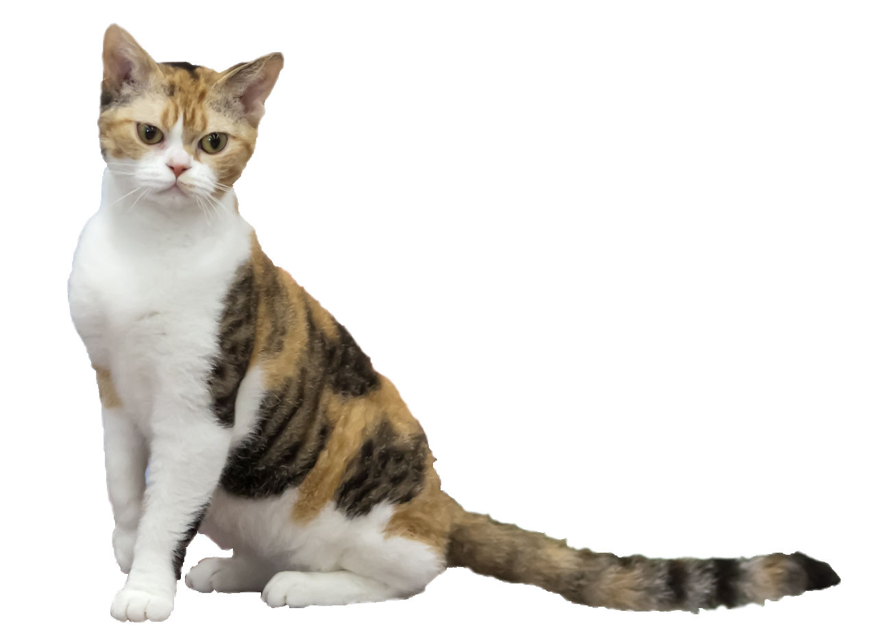 American Wirehair — 3