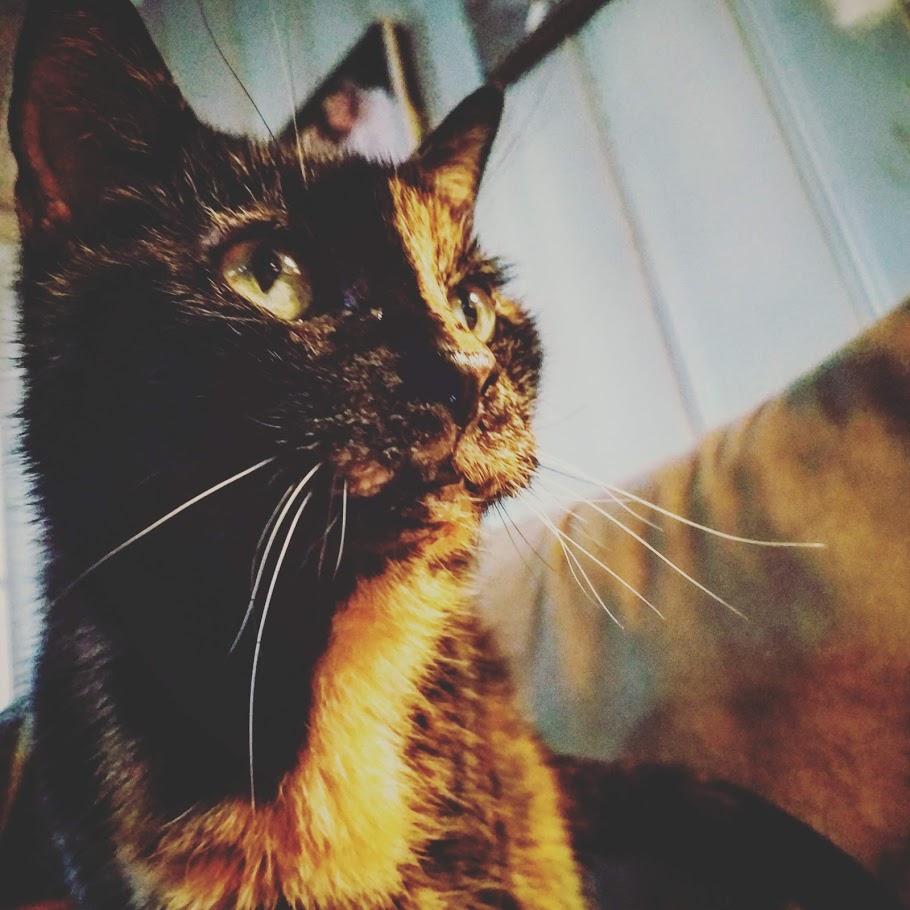 American Wirehair — 4