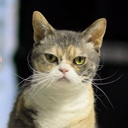 American Wirehair — 5
