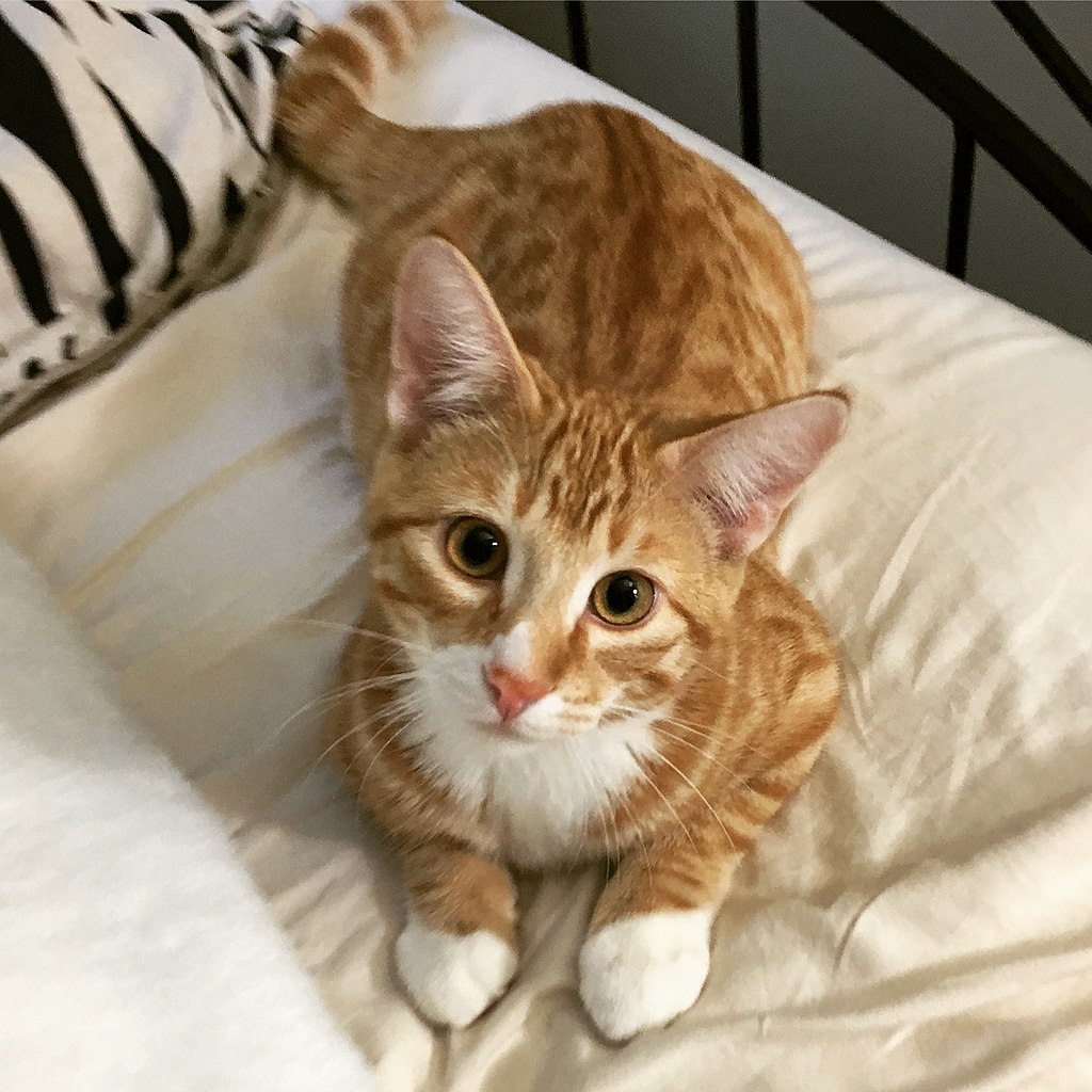 American Wirehair