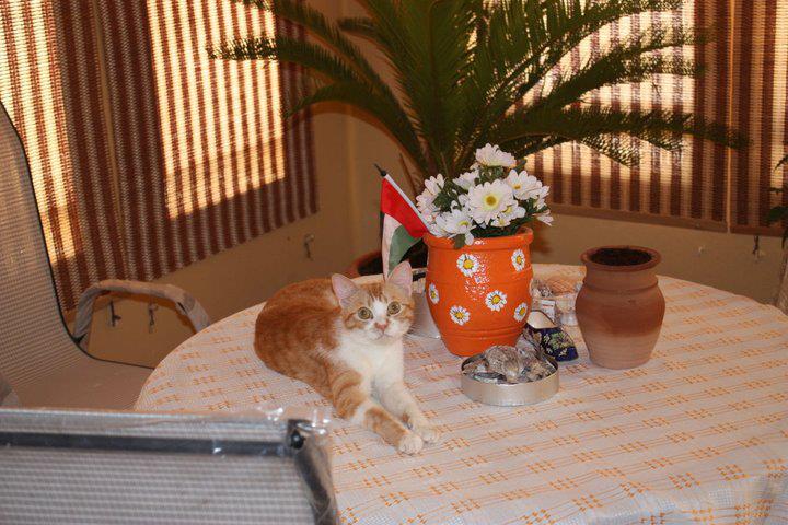 Arabian Mau — 1