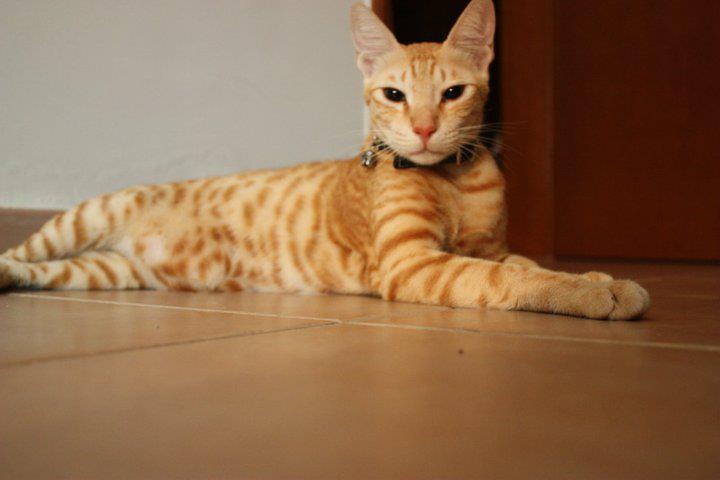 Arabian Mau — 2