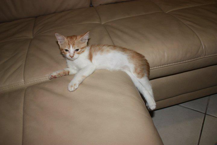 Arabian Mau — 3