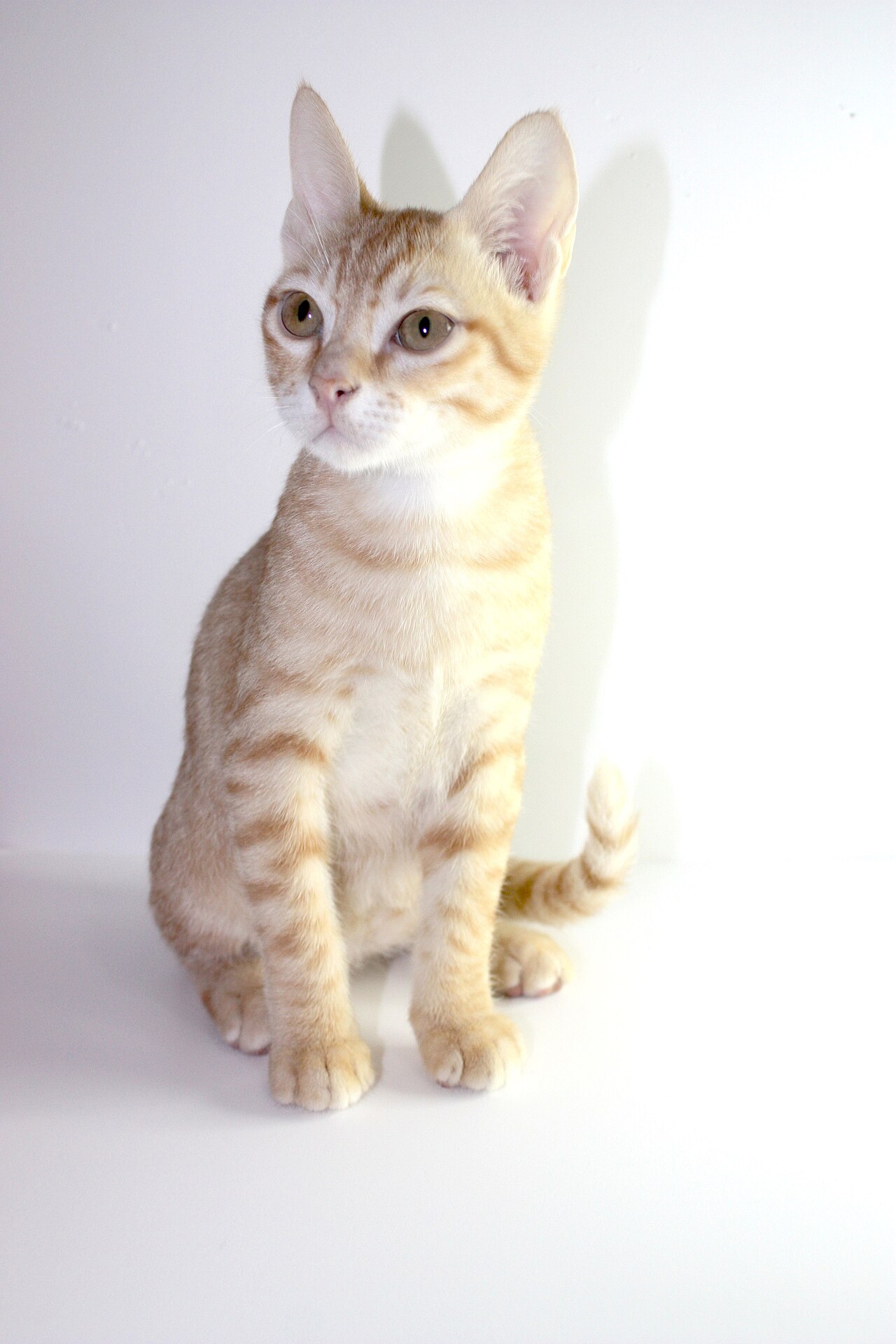 Arabian Mau — 5
