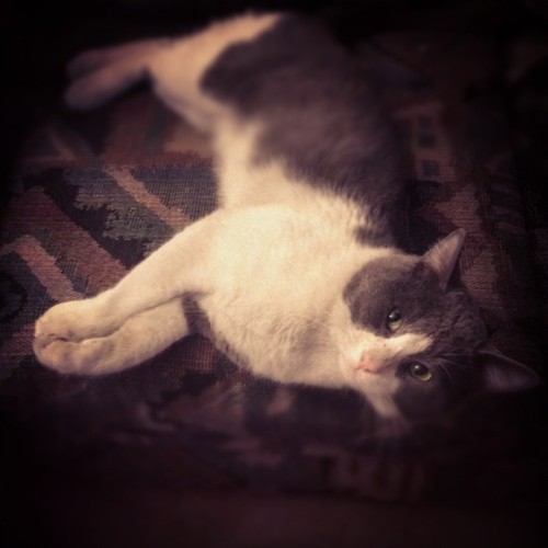 Arabian Mau