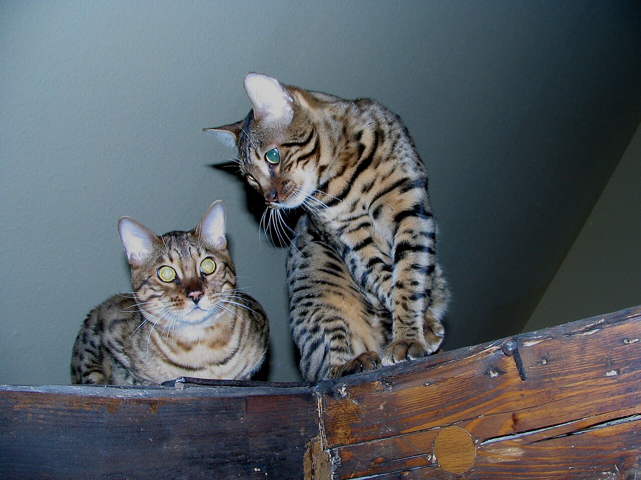 Bengal — 1