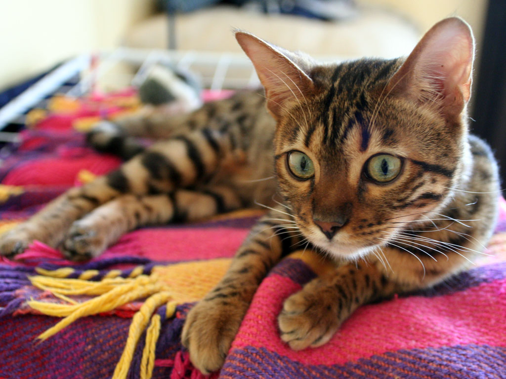 Bengal — 2