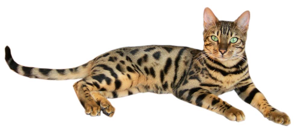 Bengal — 3