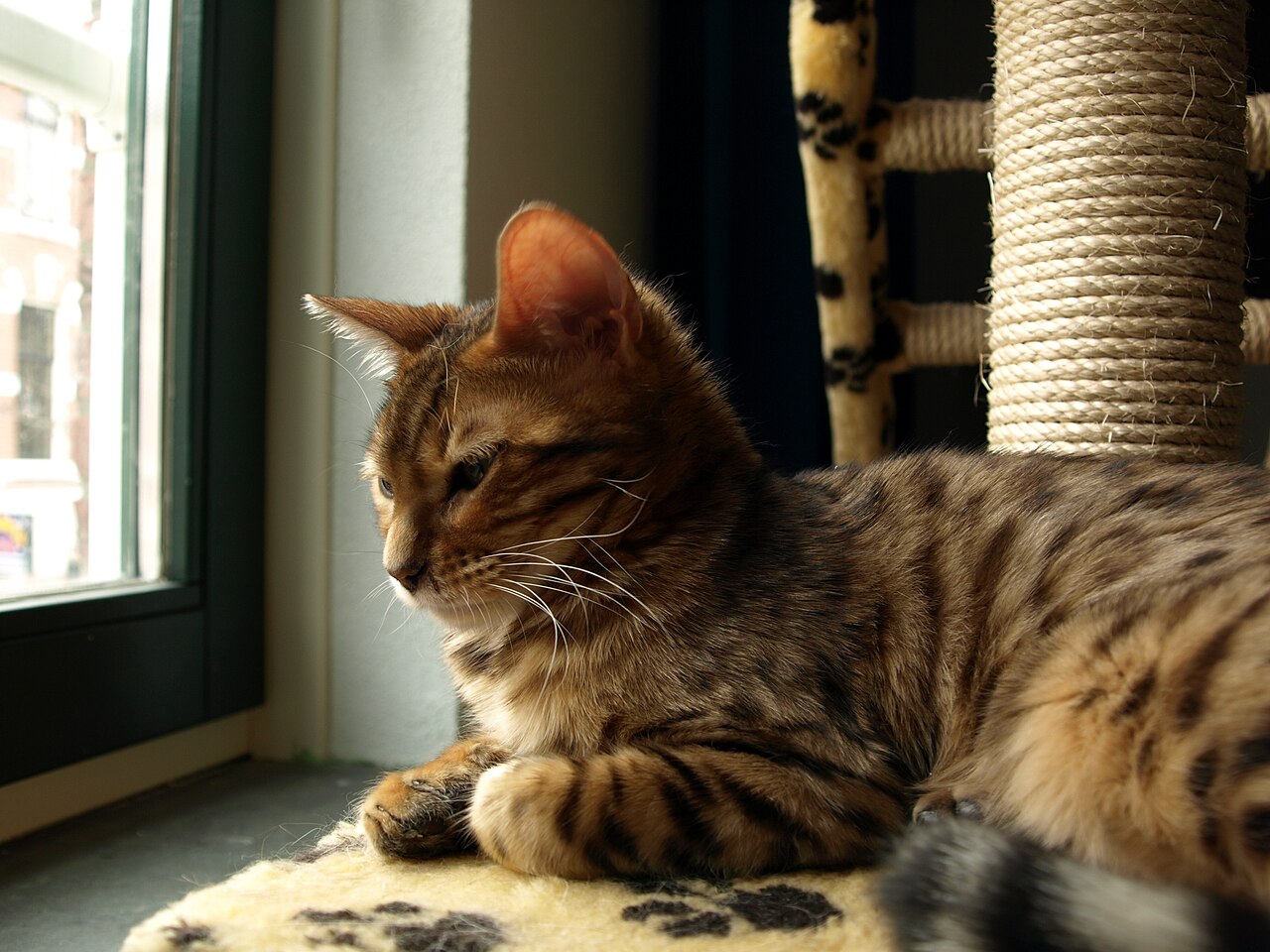 Bengal — 4