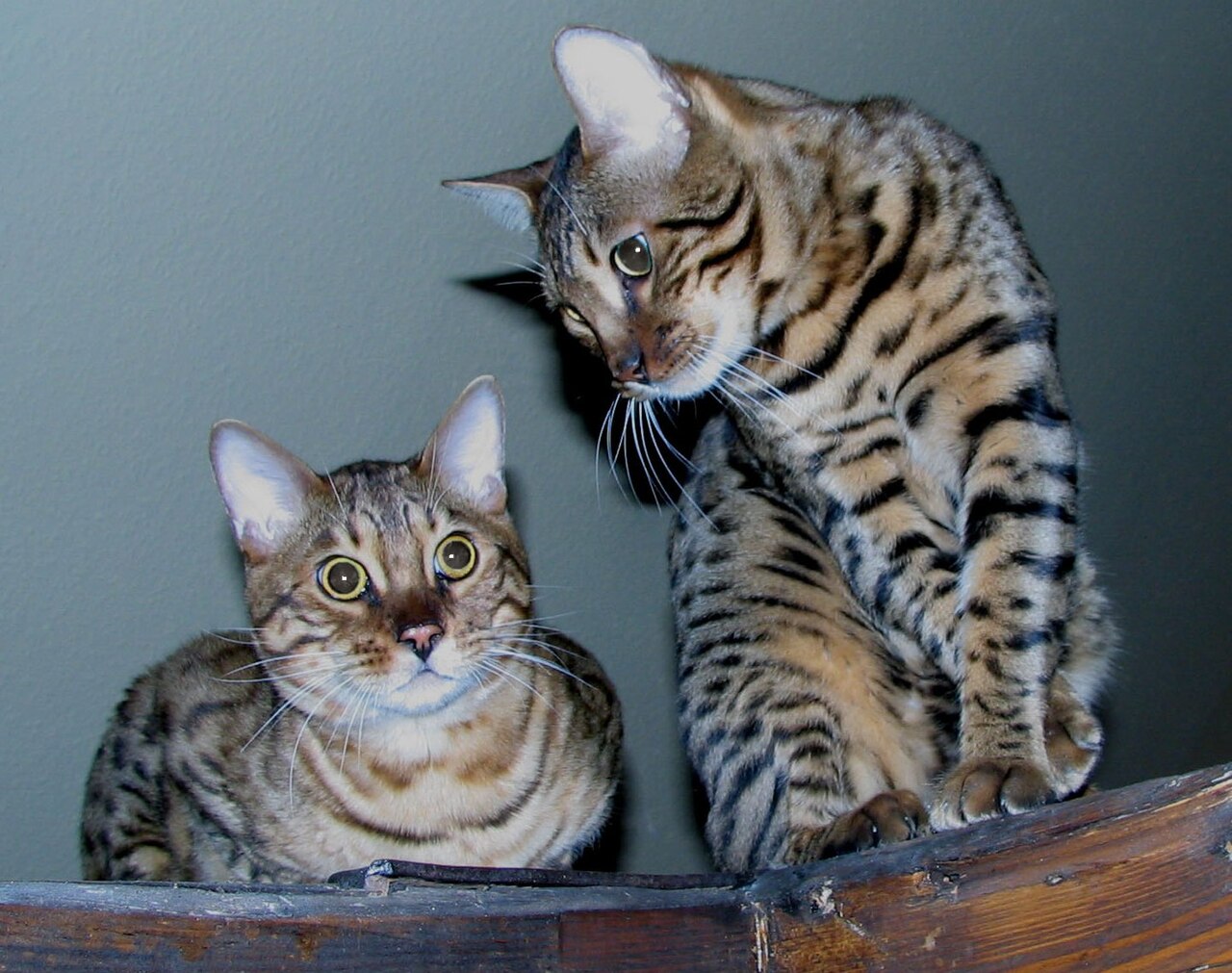 Bengal — 5