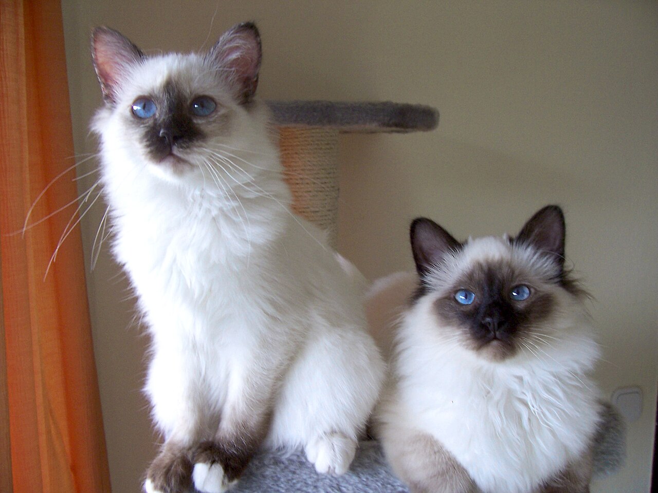 Birman — 1