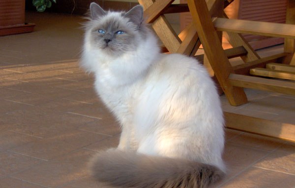Birman — 2