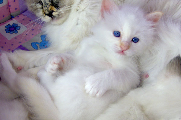 Birman — 3