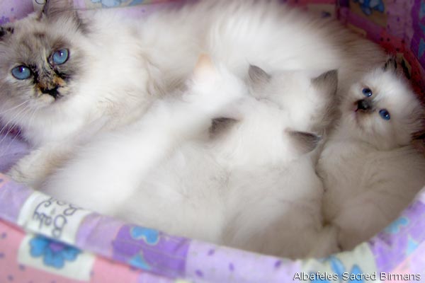 Birman — 4