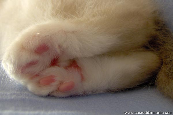 Birman — 5