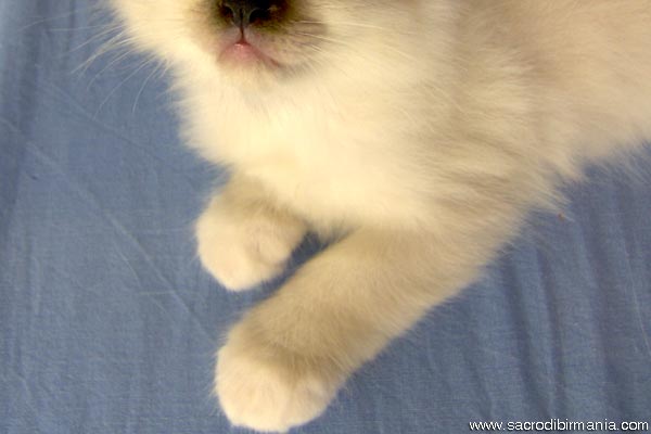 Birman — 6