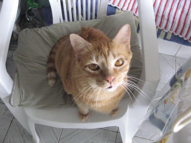 Brazilian Shorthair — 1