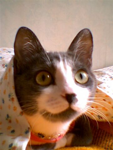 Brazilian Shorthair — 2