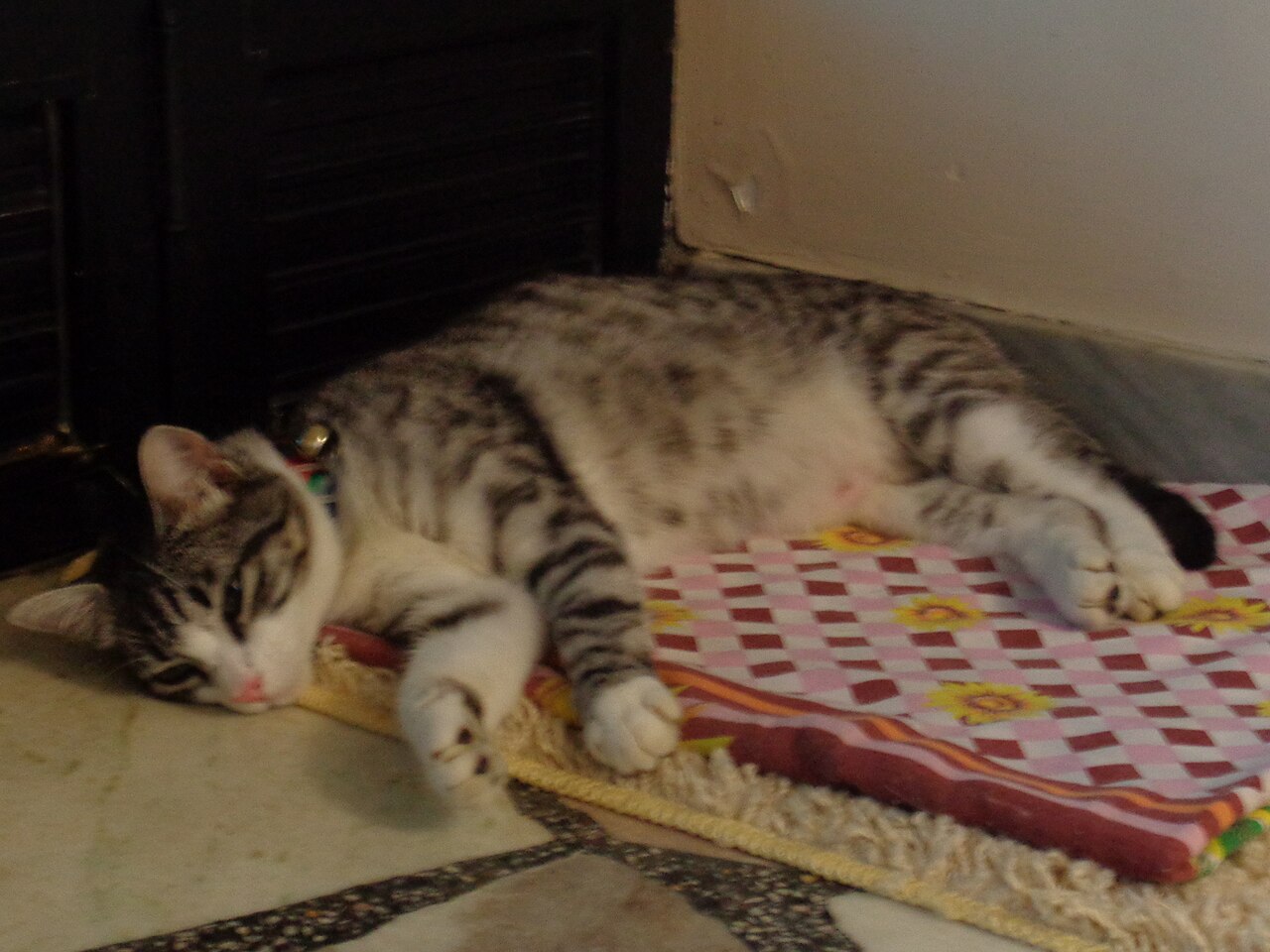 Brazilian Shorthair — 3