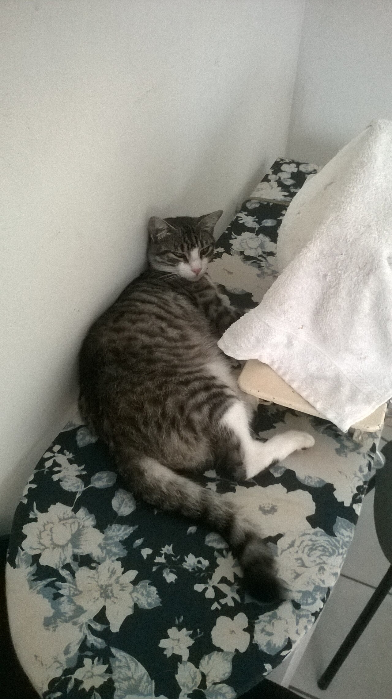Brazilian Shorthair — 4