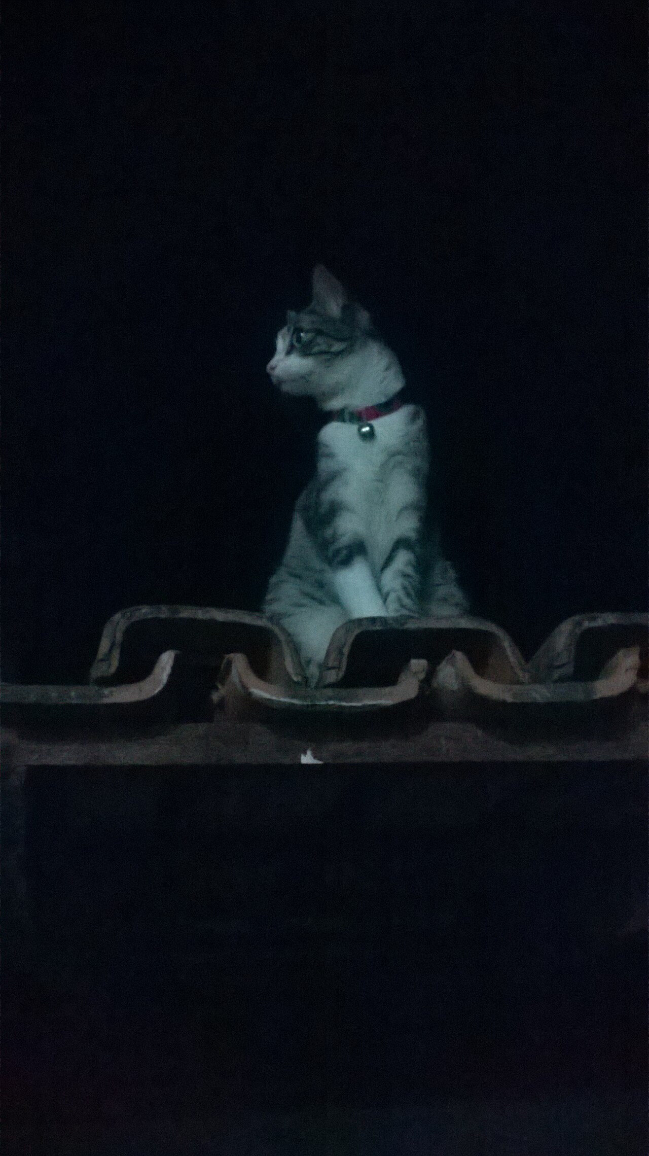 Brazilian Shorthair — 5