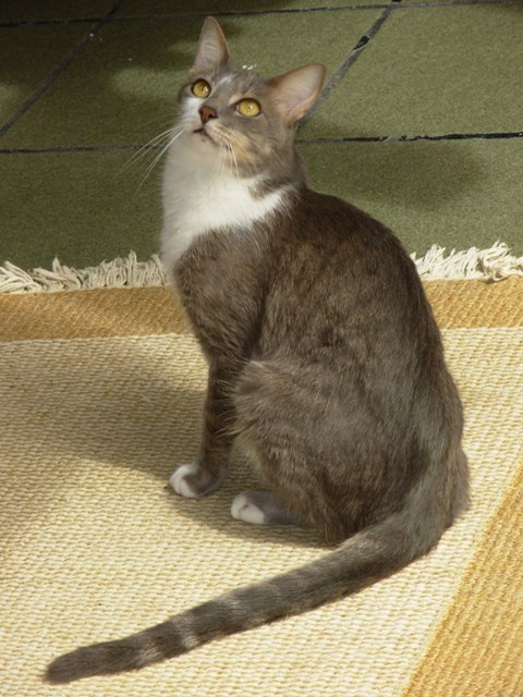 Brazilian Shorthair — 6