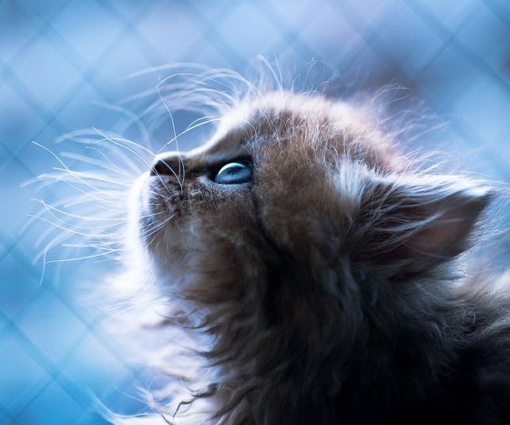 Brazilian Shorthair