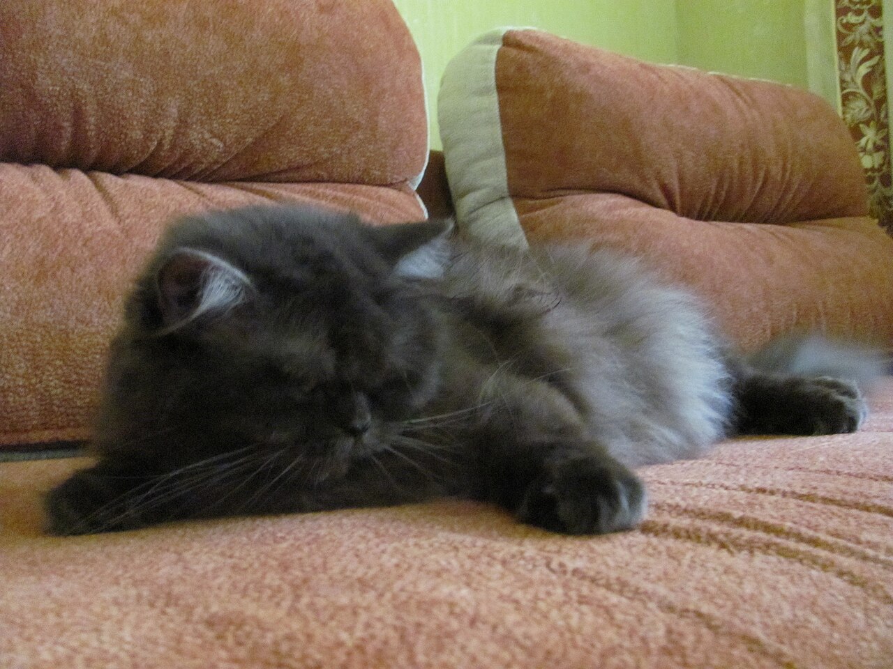 British Longhair — 1