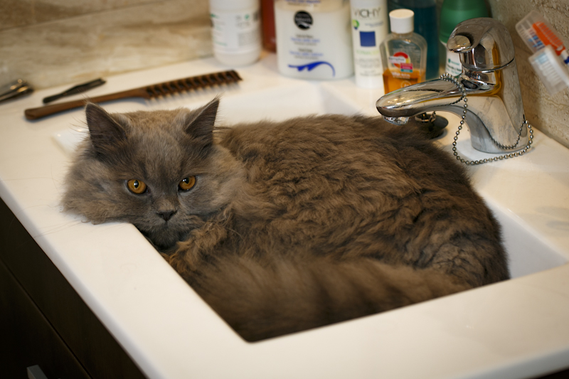 British Longhair — 2