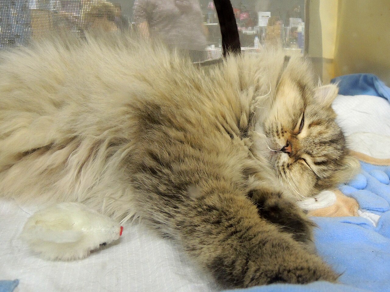 British Longhair — 4