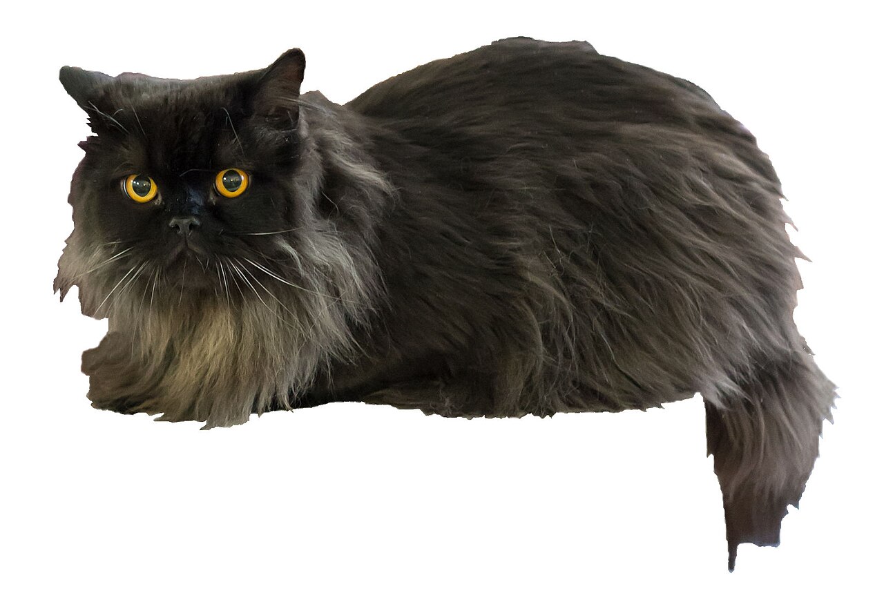 British Longhair — 5