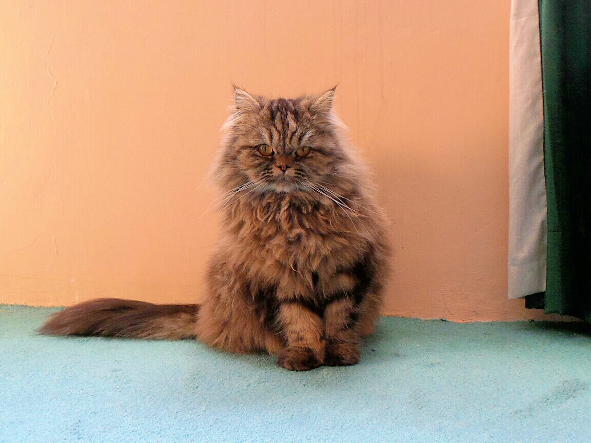 British Longhair — 6