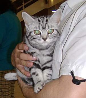 British Shorthair — 1