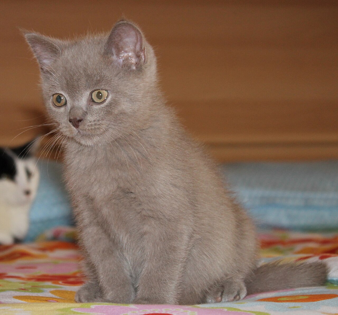 British Shorthair — 3