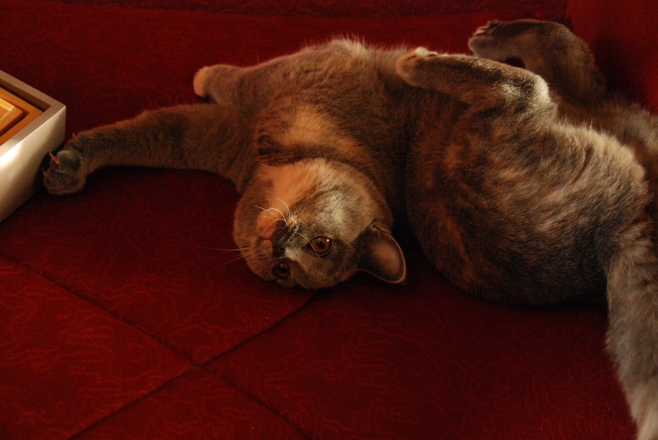 British Shorthair — 4