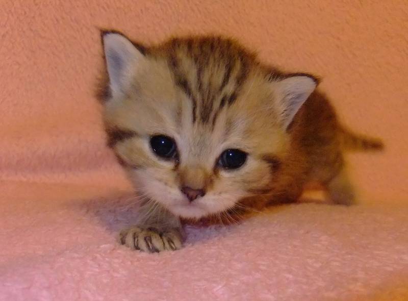 British Shorthair — 6