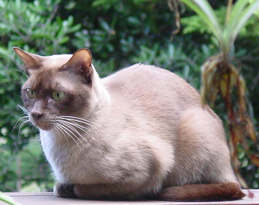Burmese — 1