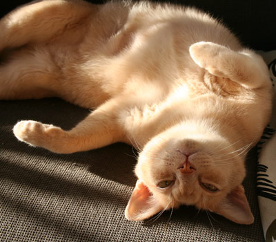 Burmese — 2