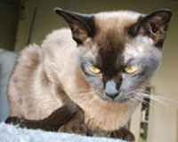 Burmese — 3