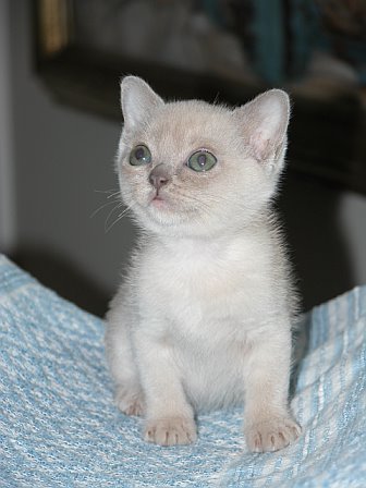 Burmese — 5