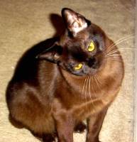 Burmese — 6