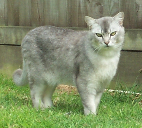 Burmilla — 1