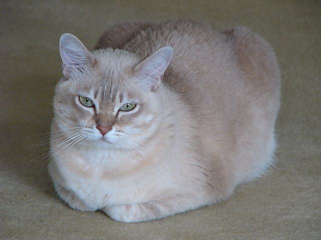 Burmilla — 2