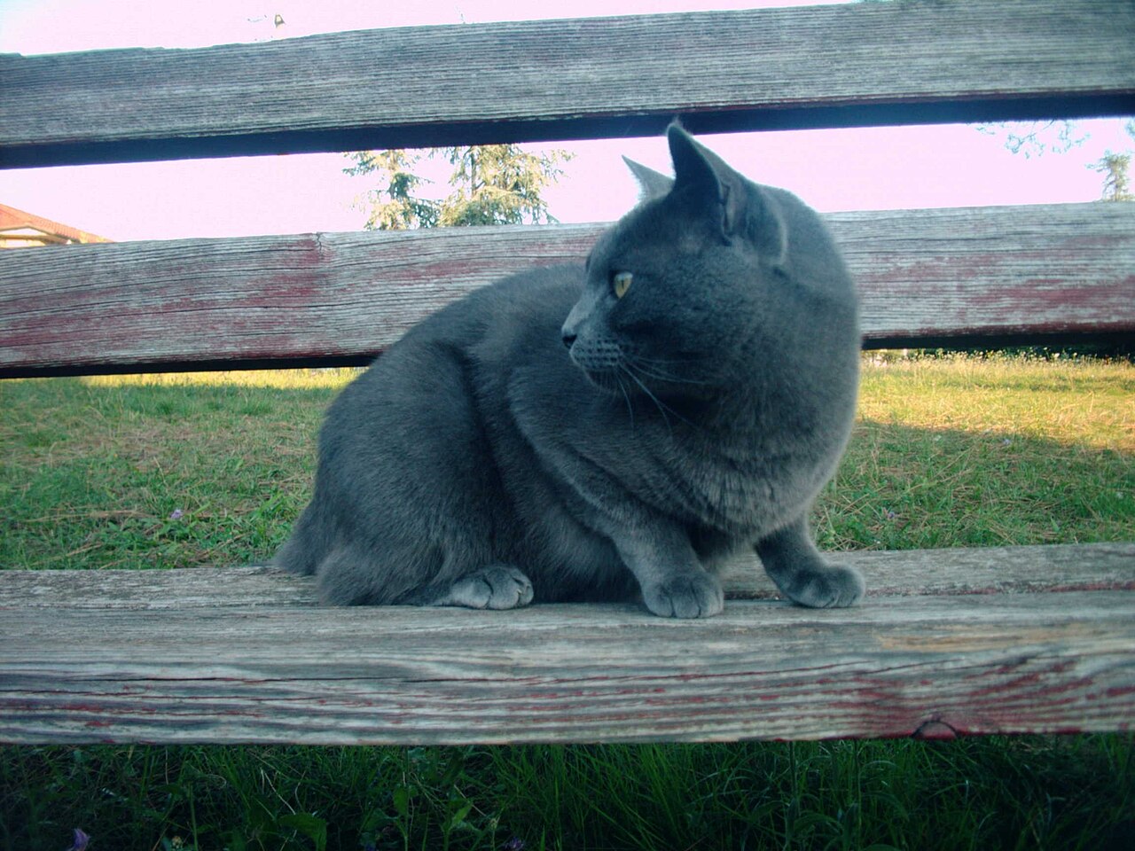 Chartreux — 1
