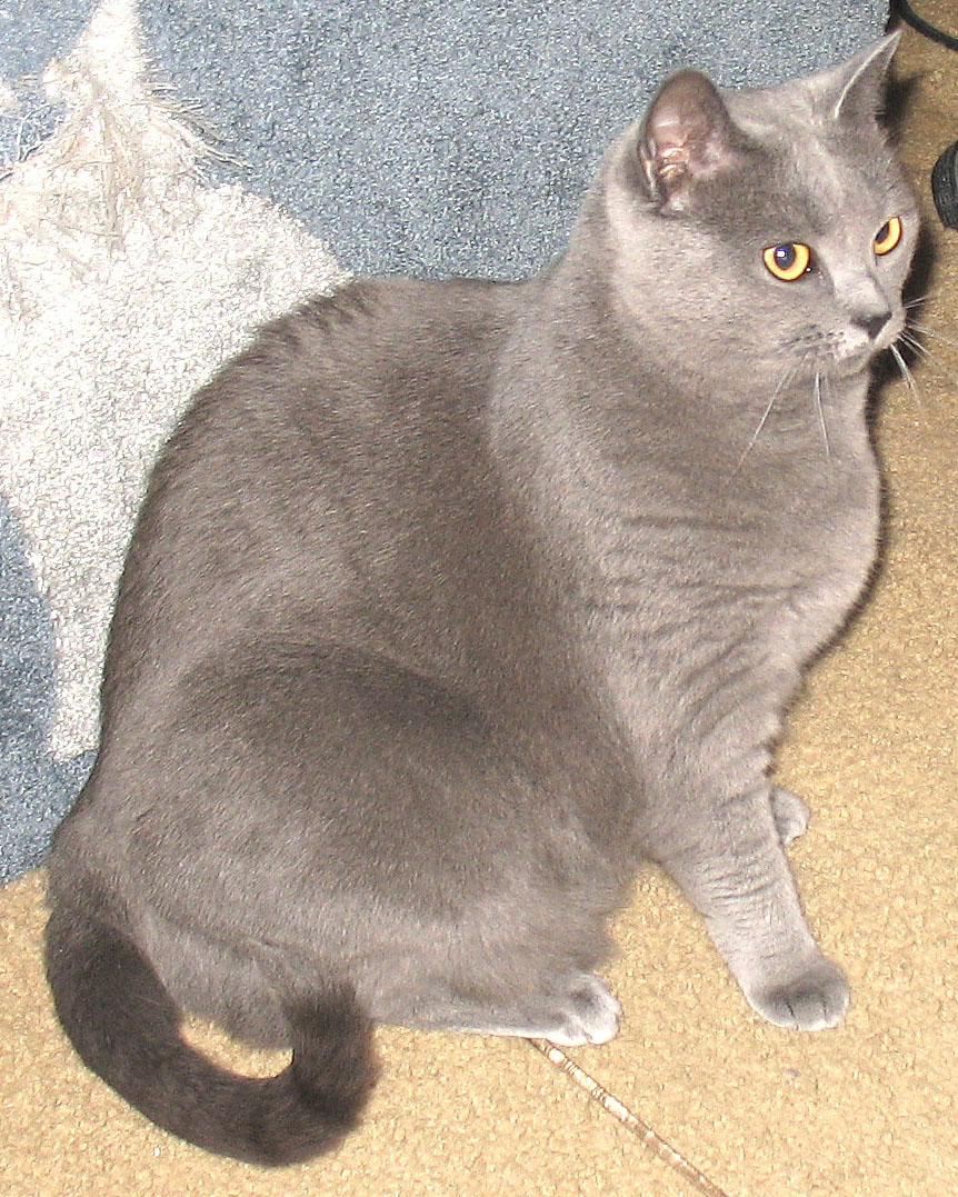 Chartreux — 2