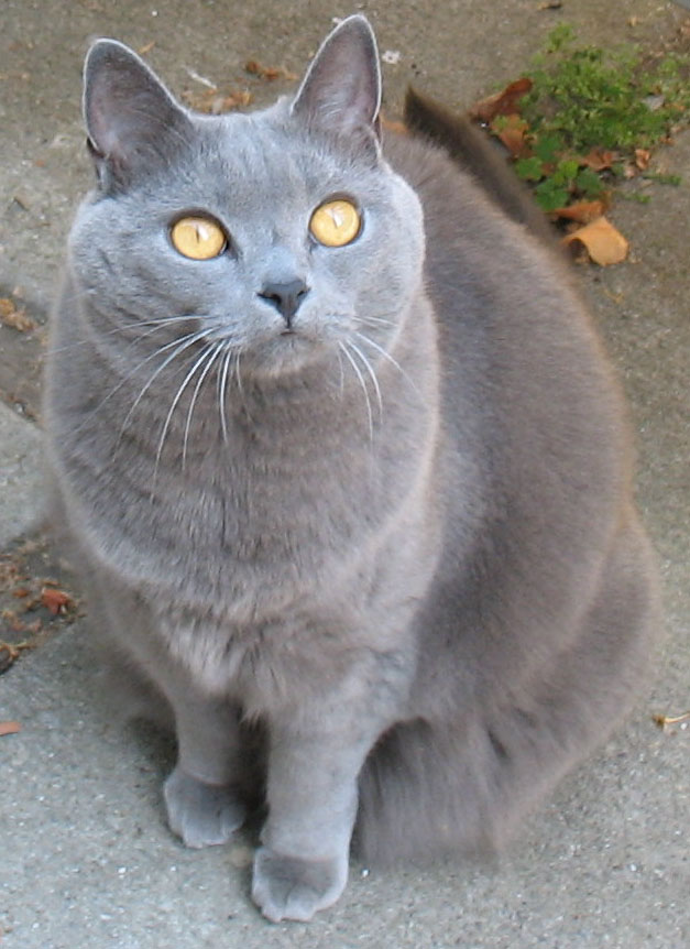 Chartreux — 3